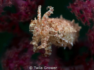 Cuttlefish by Twila Grower 